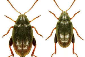Cannabis flea - pest? Fénykép fleece Cannabis flea - pest? Fénykép fleece